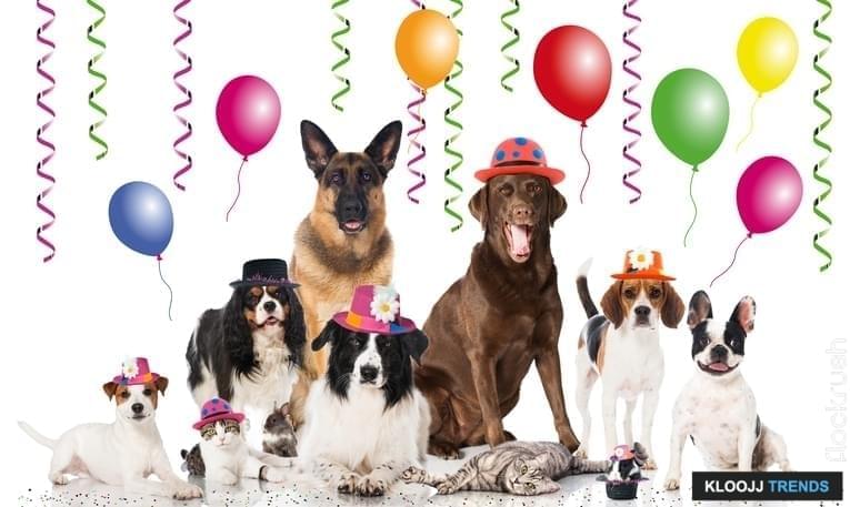 National Mutt Day Celebrate Your Hybrid Dog