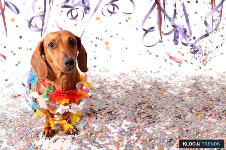 National Mutt Day Celebrate Your Hybrid Dog