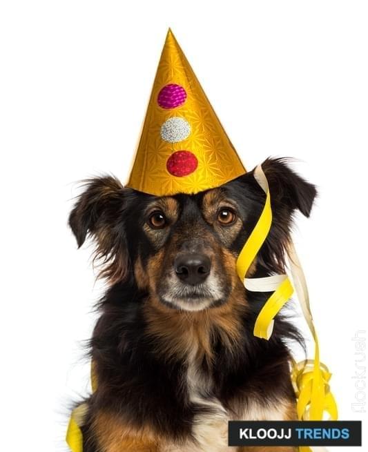 National Mutt Day Celebrate Your Hybrid Dog