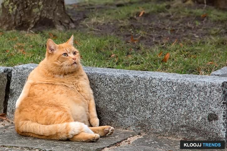 Obese Cat  What Can We Do 